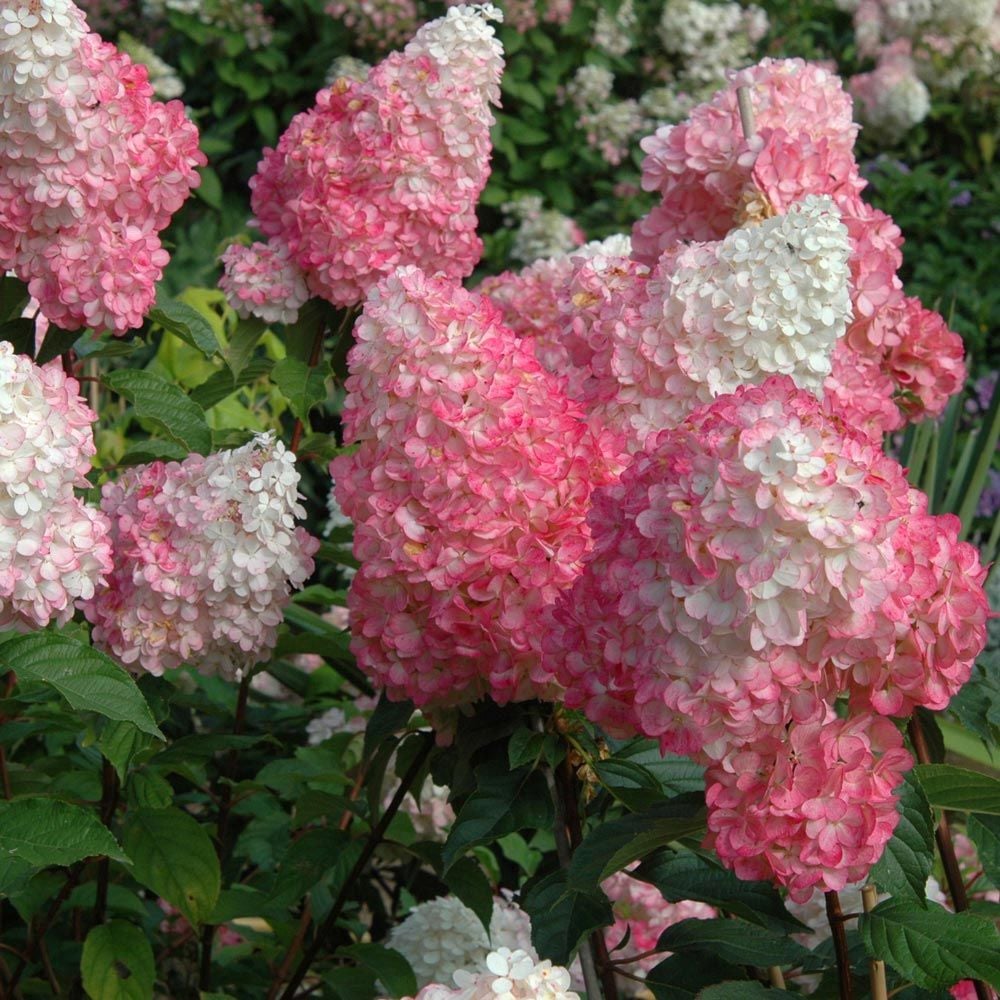 Vainilla Hortensia Flower Seeds for Planting: Cultivate Elegance in Your Garden