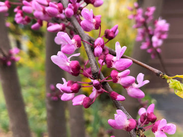 Redbud Flower seeds for Planting Fragrant Blossoms Heirloom & GMO Free Seeds for Home Garden