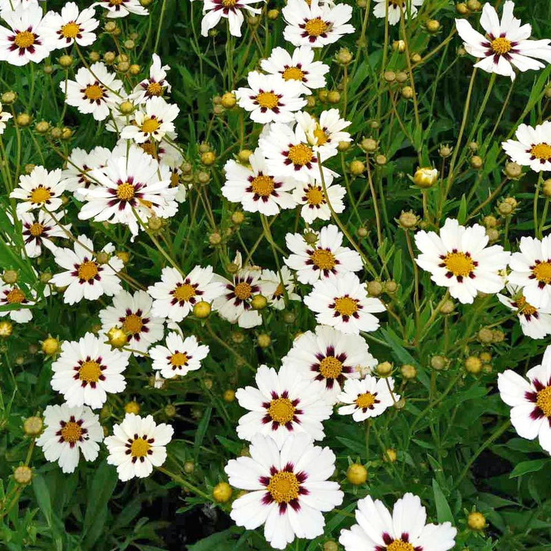 White Coreopsis Flower Seeds Planting