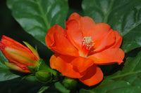 Light Orange Camellia Flower seeds for Planting - Perfect for Borders, Heirloom & GMO Free Seeds for Home Garden