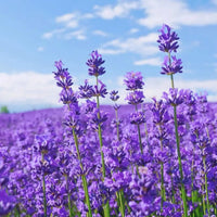 Lavender Fragrant Flower seeds for Planting Long Bloom Season Heirloom & GMO Free Seeds for Home Garden 
 
 Sale