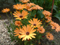 Orange Osteospermum Flower seeds for Planting - Easy to Grow, Heirloom & GMO Free Seeds for Home Garden