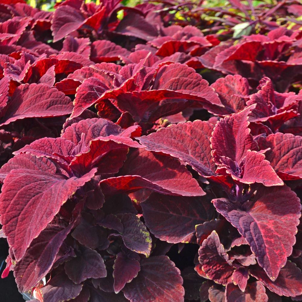 Burgundy Coleus Flower seeds for Planting Long Bloom Season Heirloom & GMO Free Seeds for Home Garden 
 
 Sale