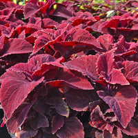 Burgundy Coleus Flower seeds for Planting Long Bloom Season Heirloom & GMO Free Seeds for Home Garden 
 
 Sale