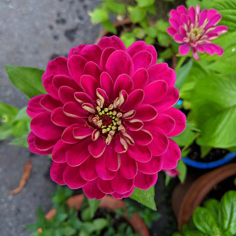 Burgundy Zinnia Elegans Flower seeds for Planting - Drought Tolerant, Heirloom & GMO Free Seeds for Home Garden