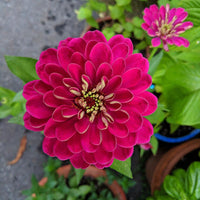Burgundy Zinnia Elegans Flower seeds for Planting - Drought Tolerant, Heirloom & GMO Free Seeds for Home Garden