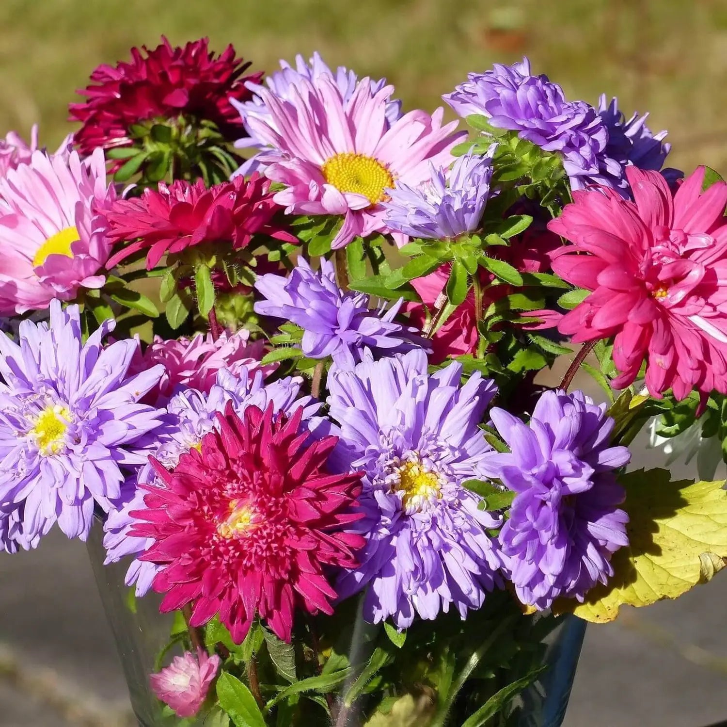 Dwarf Queen Mix Aster Seeds for Planting flower bed
