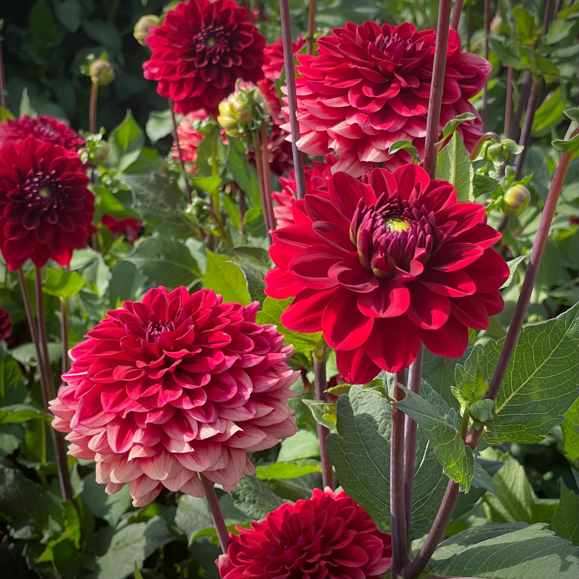 Dahlia Flower seeds for Planting Sun Loving Heirloom & GMO Free Seeds for Home Garden