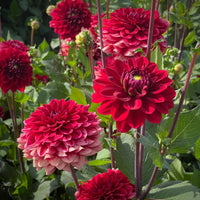 Dahlia Flower seeds for Planting Sun Loving Heirloom & GMO Free Seeds for Home Garden