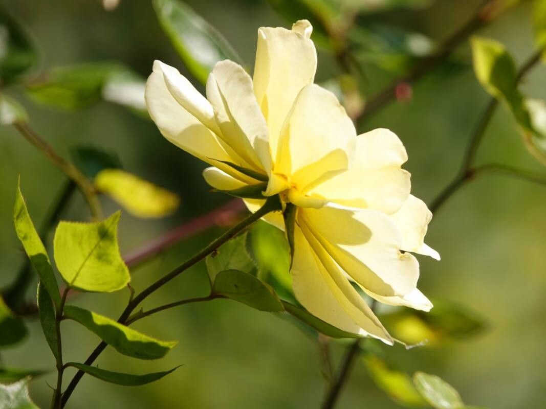 Rosa Xanthina Flower seeds for Planting Garden Favorite Heirloom & GMO Free Seeds for Home Garden