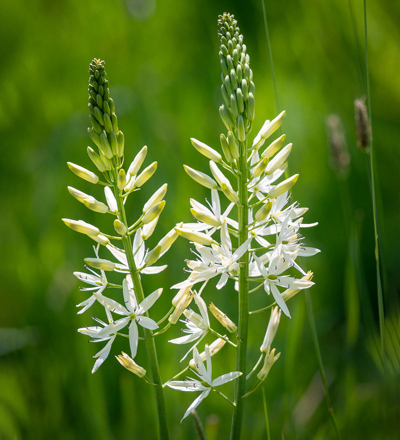 Heirloom Camassia Leichtlinii Flower seeds for Planting Colorful Display Heirloom & GMO Free Seeds for Home Garden