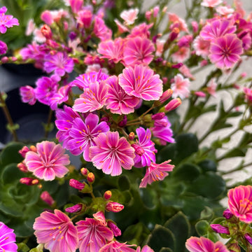 Lewisia Pink Flower Seeds for Planting | Colorful Perennial Blooms