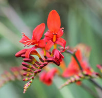 Crocosmia Lucifer Flower seeds for Planting Perfect for Borders Heirloom & GMO Free Seeds for Home Garden