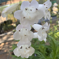 White Penstemon Flower seeds for Planting - Easy to Grow, Heirloom & GMO Free Seeds for Home Garden