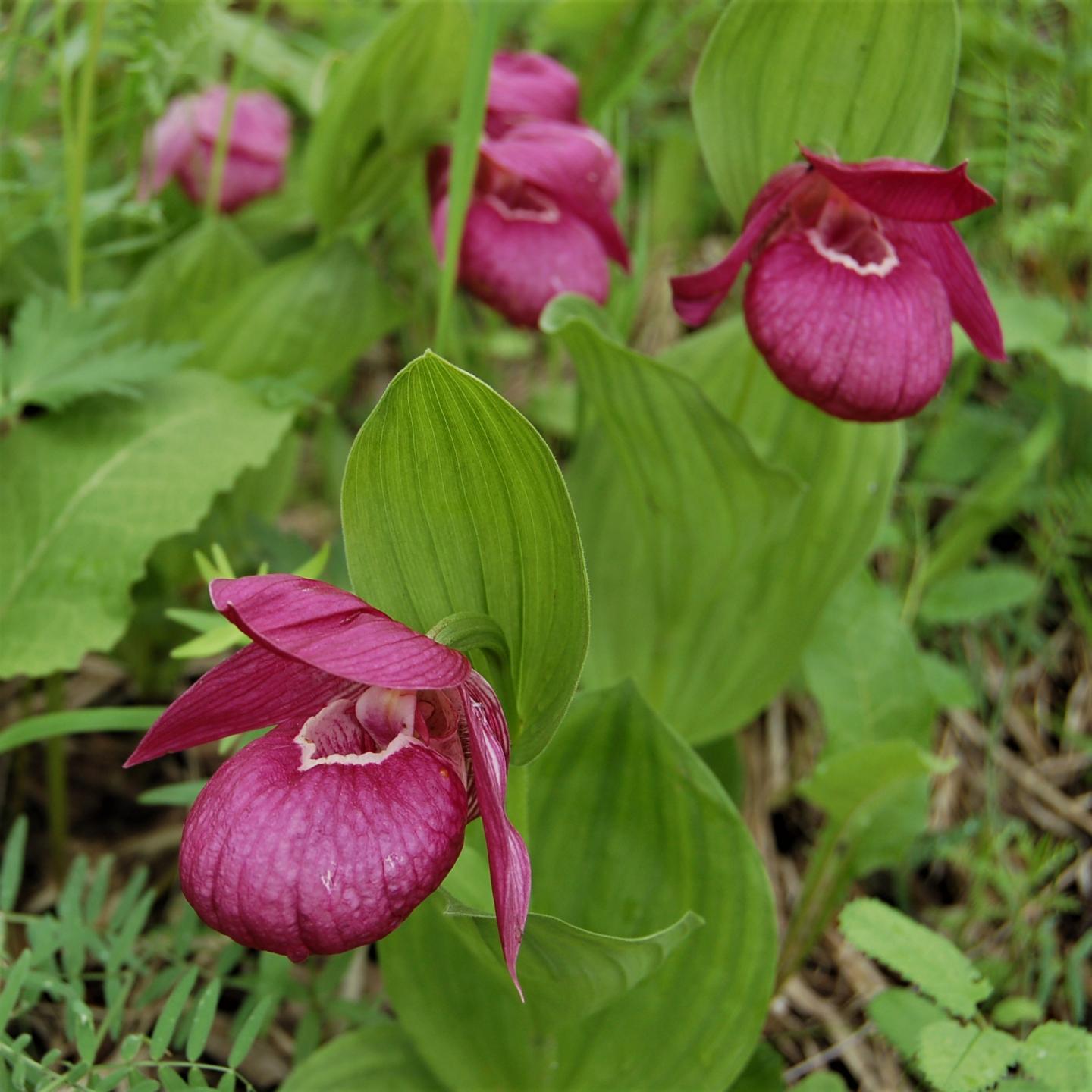 Purple Cypripedium Macranthos Flower seeds for Planting Wildflower Mix Heirloom & GMO Free Seeds for Home Garden
 
 Sale