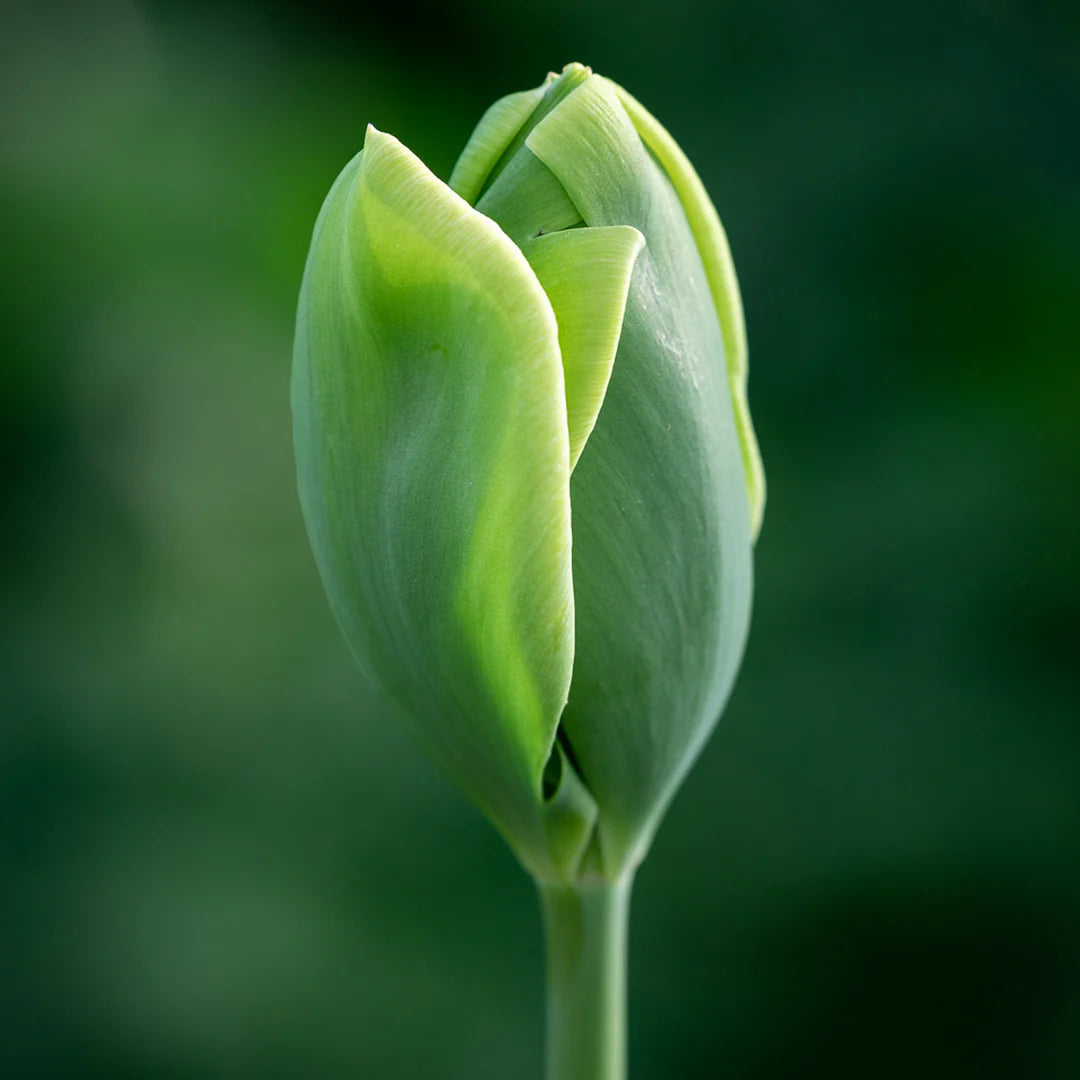 Green White Tulip Flower seeds for Planting - Drought Tolerant, Heirloom & GMO Free Seeds for Home Garden