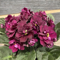 Burgundy Saintpaulia Flower seeds for Planting - Vibrant Colors, Heirloom & GMO Free Seeds for Home Garden