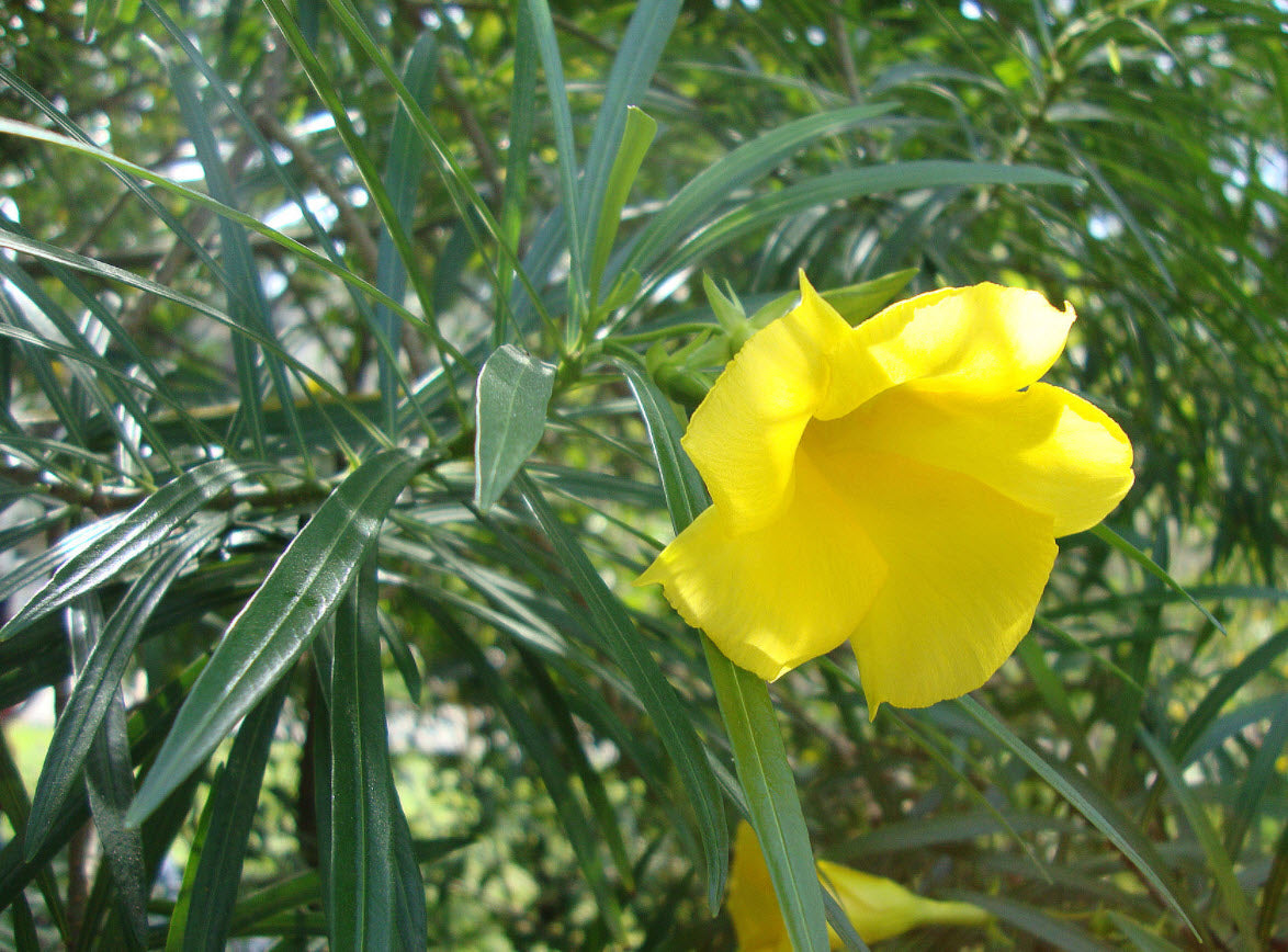 Thevetia Flower seeds for Planting Perfect for Borders Heirloom & GMO Free Seeds for Home Garden