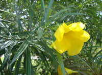 Thevetia Flower seeds for Planting Perfect for Borders Heirloom & GMO Free Seeds for Home Garden