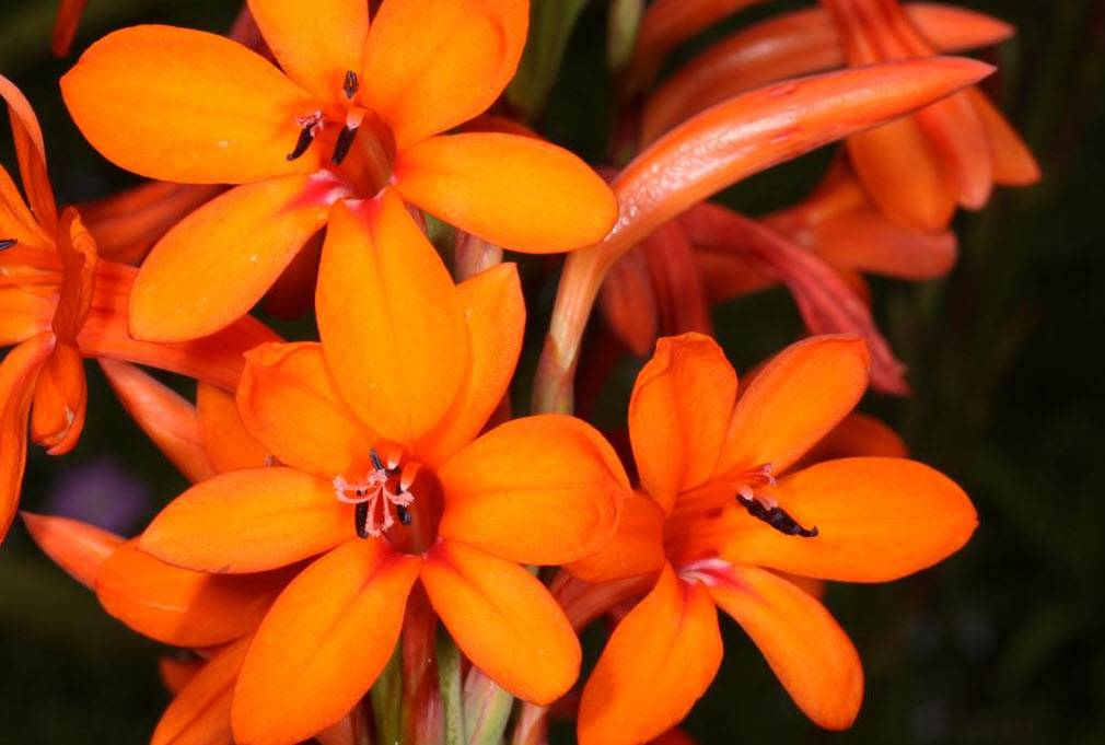 Bugle Lily Watsonia Pillansii Flower Seeds – Heirloom Non-GMO for Garden Planting