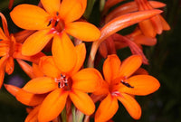 Bugle Lily Watsonia Pillansii Flower Seeds – Heirloom Non-GMO for Garden Planting
