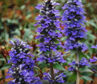 Ajuga Reptans Flower seeds for Planting Premium Quality Heirloom & GMO Free Seeds for Home Garden