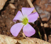 Oxalis Spring Flower seeds for Planting, Easy to Grow Heirloom & GMO Free Seeds for Home Garden