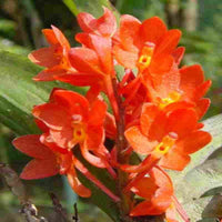 Ascocentrum Ampullaceum Orange Flower Seeds  Easy Planting