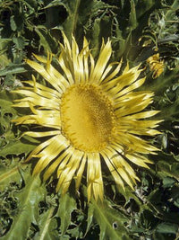 Acanthifolia Flower seeds for Planting Fragrant Blossoms Heirloom & GMO Free Seeds for Home Garden