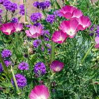 California Purple Gleam Poppy Seeds for Vibrant, Purple Blooms