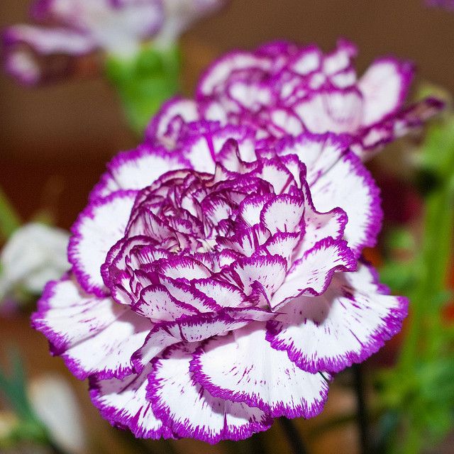 Violet White Carnation Flower seeds for Planting Colorful Display Heirloom & GMO Free Seeds for Home Garden
 
 Sale