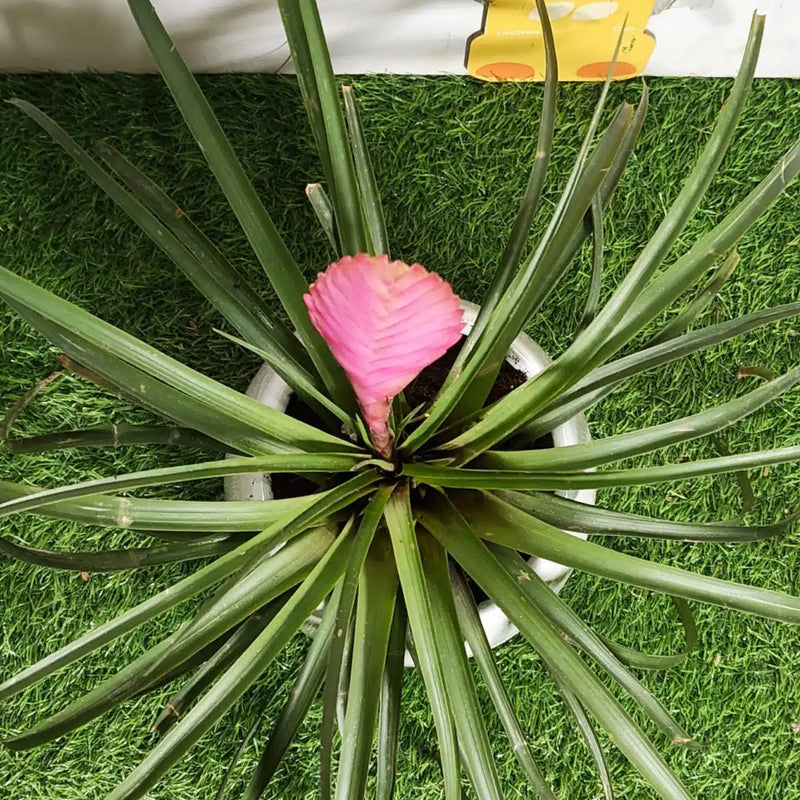 Pink Tillandsia Cretacea Flower seeds for Planting - Perfect for Borders, Heirloom & GMO Free Seeds for Home Garden