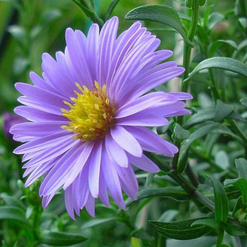 Blue Tataricus Flower seeds for Planting - Shade Tolerant, Heirloom & GMO Free Seeds for Home Garden