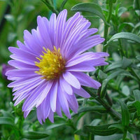 Blue Tataricus Flower seeds for Planting - Shade Tolerant, Heirloom & GMO Free Seeds for Home Garden