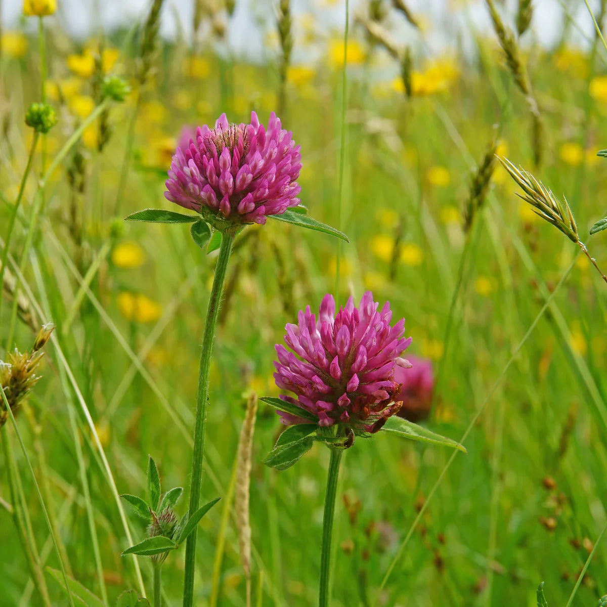Meadow Clover Flower seeds for Planting Sun Loving Heirloom & GMO Free Seeds for Home Garden