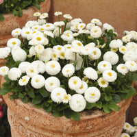 White Bellis Flower seeds for Planting - Cottage Garden Essential, Heirloom & GMO Free Seeds for Home Garden