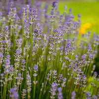 Provence Lavender Seeds for Planting - Multicolor Blooms for Fragrant Gardens