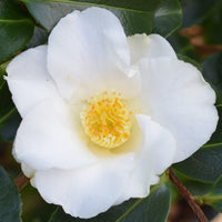 Yellow White Camellia Flower seeds for Planting - Perfect for Borders, Heirloom & GMO Free Seeds for Home Garden