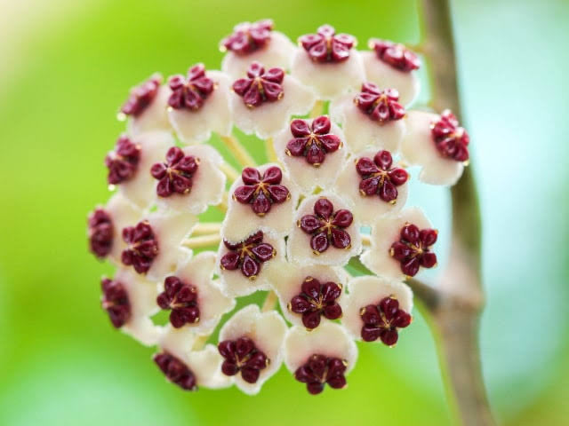 Hoya Kerrii Flower seeds for Planting Compact Growth Heirloom & GMO Free Seeds for Home Garden 
 
 Sale