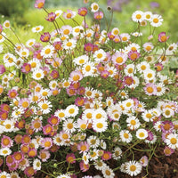 Karvinskianus Flower seeds for Planting - Hardy Variety, Heirloom & GMO Free Seeds for Home Garden
