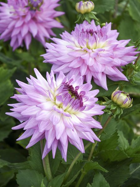 Karma Amanda Violet White Bicolor Dahlia Flower seeds for Planting Wildflower Mix Heirloom & GMO Free Seeds for Home Garden
 
 Sale