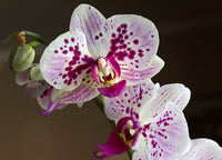 White Purple Phalaenopsis Orchid Flower seeds for Planting - Sun Loving, Heirloom & GMO Free Seeds for Home Garden