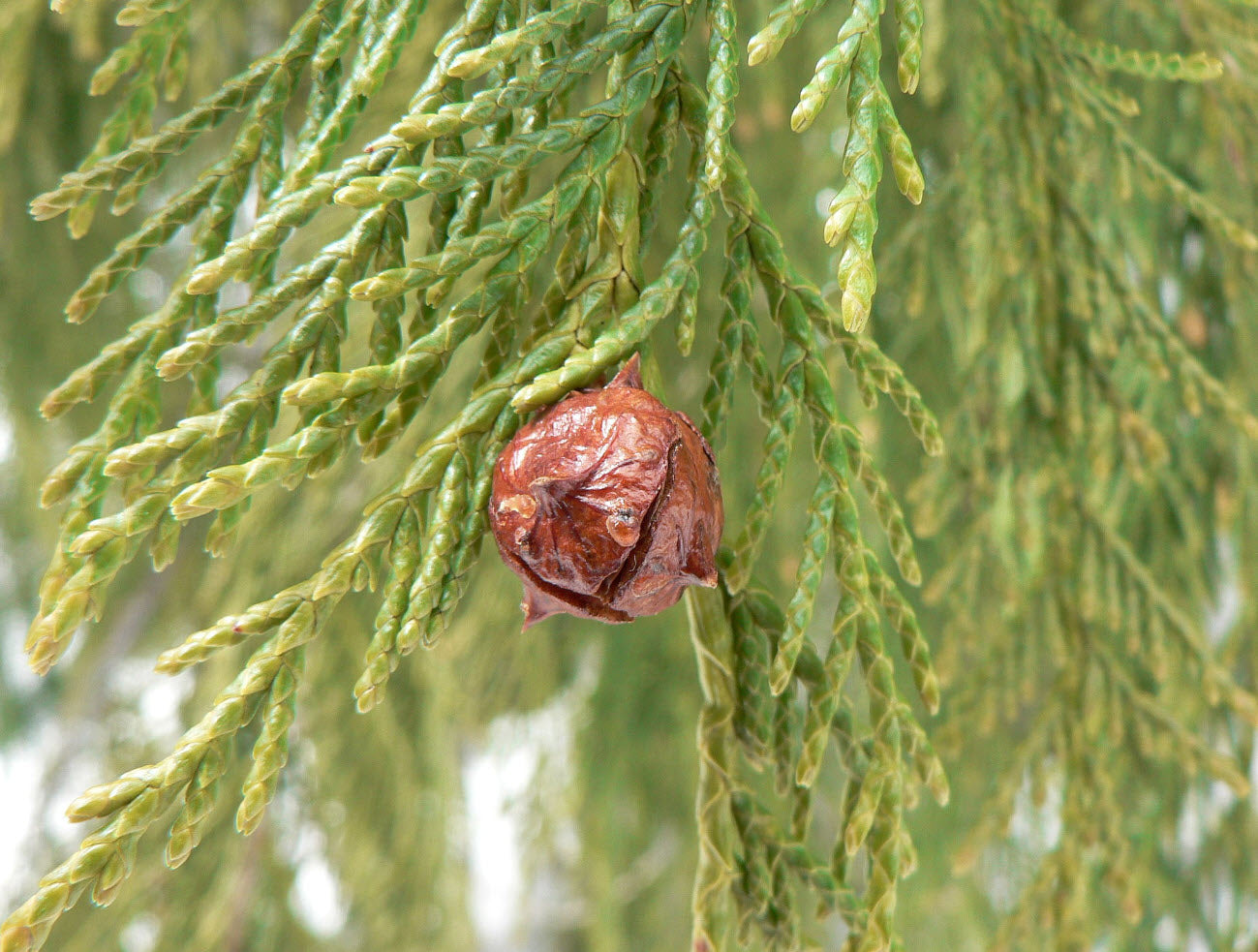Pendula Chamaecyparis Nootkatensis Flower seeds for Planting - Easy to Grow, Heirloom & GMO Free Seeds for Home Garden