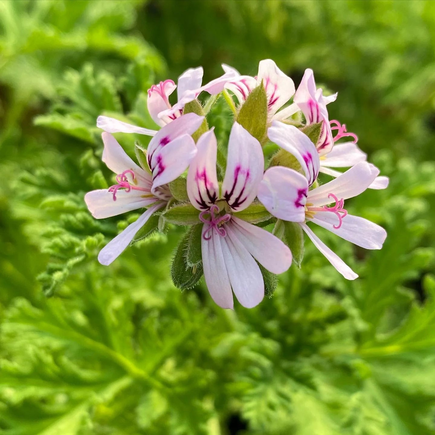 Citronella Flower seeds for Planting - Bright Blooms, Heirloom & GMO Free Seeds for Home Garden
