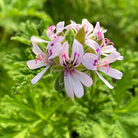 Citronella Flower seeds for Planting - Bright Blooms, Heirloom & GMO Free Seeds for Home Garden