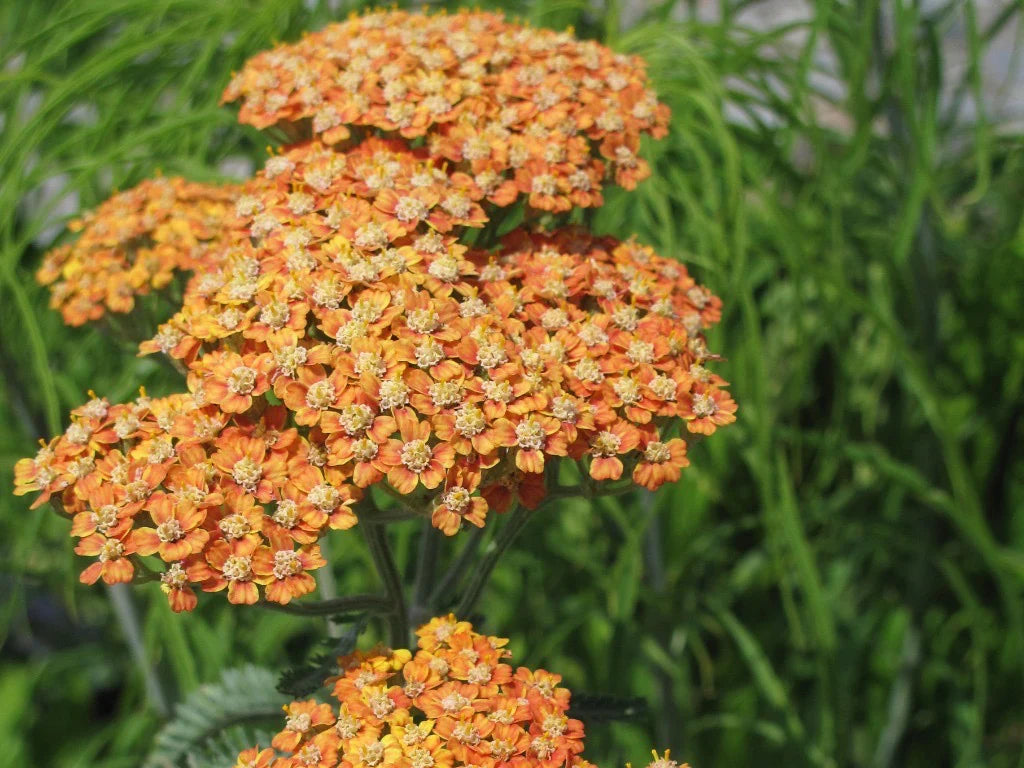 Heirloom Yarrow Achillea Flower seeds for Planting Colorful Display Heirloom & GMO Free Seeds for Home Garden