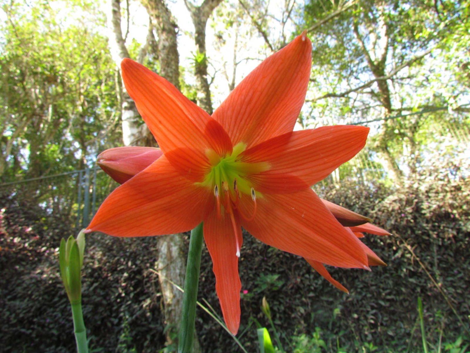 Orange Hippeastrum Rutilum Flower seeds for Planting - Wildflower Mix, Heirloom & GMO Free Seeds for Home Garden