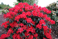 Red Rhododendron Flower seeds for Planting - Wildflower Mix, Heirloom & GMO Free Seeds for Home Garden