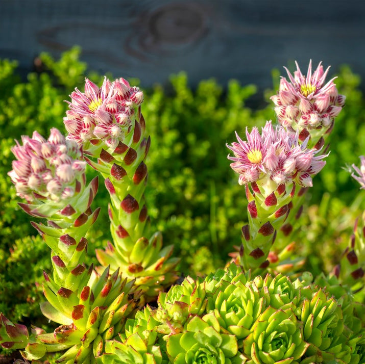 Sempervivum Flower seeds for Planting - Vibrant Colors, Heirloom & GMO Free Seeds for Home Garden