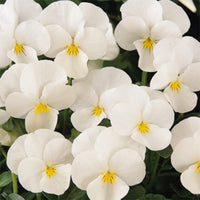 White Pansy Flower seeds for Planting - Compact Growth, Heirloom & GMO Free Seeds for Home Garden